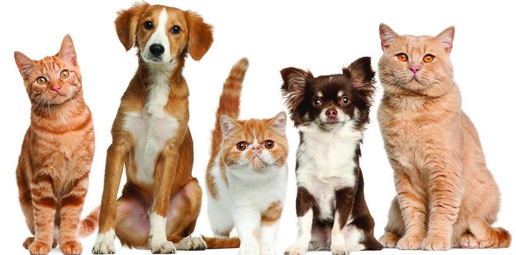 Доска объявлений о животных | ЗооТом - продажа, вязка и услуги для животных в Ишиме