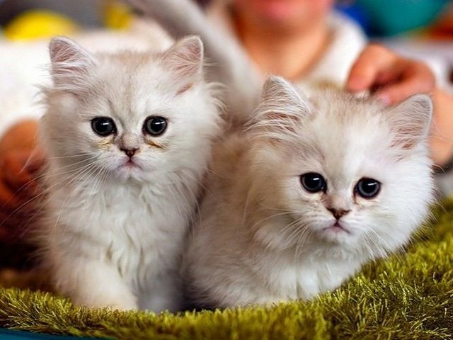 Породы кошек в Ишиме | ЗооТом портал о животных