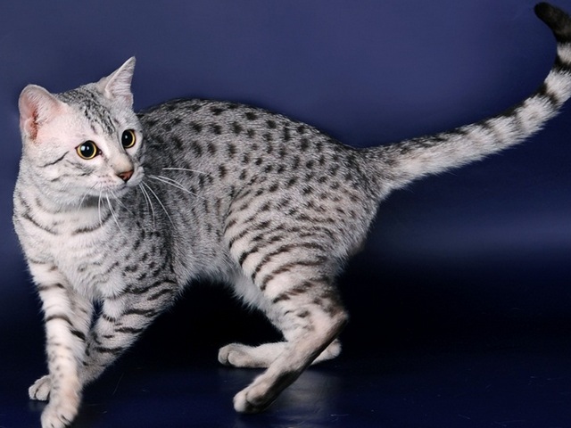 Породы кошек в Ишиме | ЗооТом портал о животных