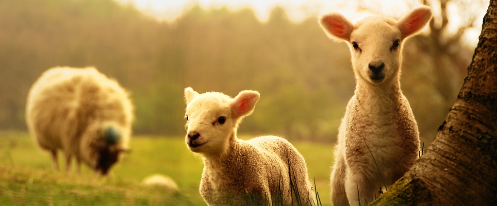 Объявления о сельскохозяйственных животных | ЗооТом - продажа, вязка и услуги для животных в Ишиме