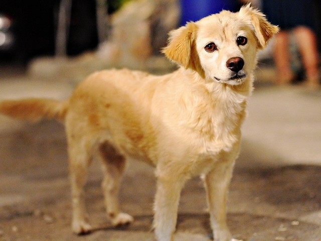 Породы собак в Ишиме | ЗооТом портал о животных