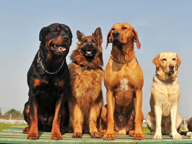 Крупные породы собак в Ишиме | ЗооТом портал о животных